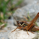 Image for article titled This Cricket Courts His Mate During Sex by Tapping Her With Tiny Penis Drumsticks